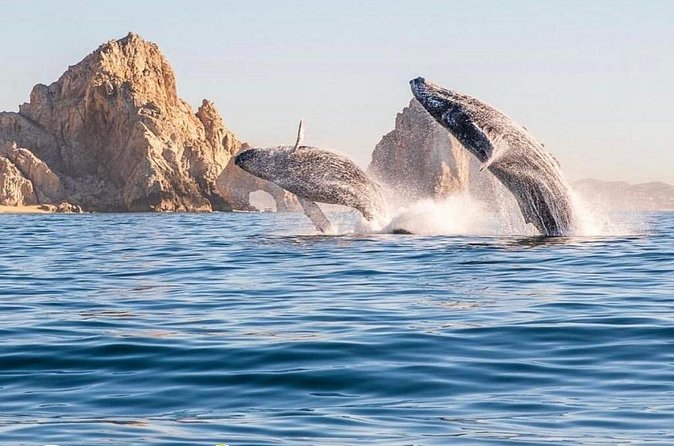 Whale Watching Tour with Arch and Beach in Cabo San Lucas - Boat comfort, safety, and photography