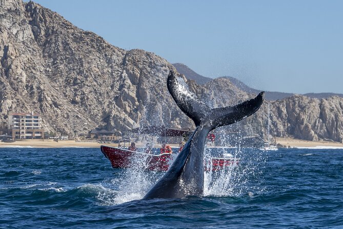Whale Watching Tour with Arch and Beach in Cabo San Lucas - Price and value at $51.38