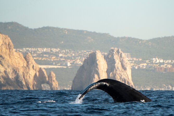 Whale Watching Tour with Arch and Beach in Cabo San Lucas - Booking, meeting point, and cancellation details