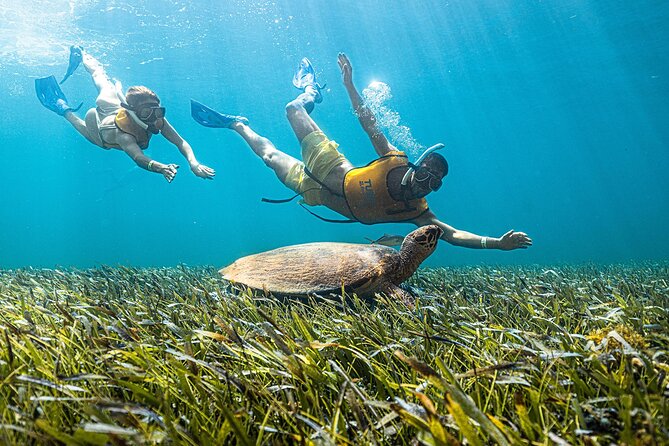 With Turtles, Shipwreck, Cenote, and Reef and Transport Included - Turtles, fish, and the open-water stops