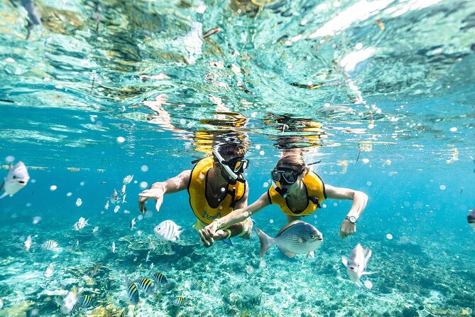 With Turtles, Shipwreck, Cenote, and Reef and Transport Included - From hotel lobby to Punta Sam marina