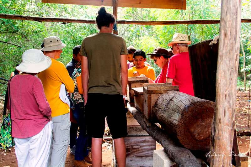 Xkopek, Mayan Bees Tour and Honey Tasting in Valladolid - Key points at a glance