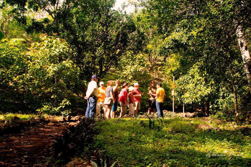 Xkopek, Mayan Bees Tour and Honey Tasting in Valladolid - Timing, group size, and practical comfort