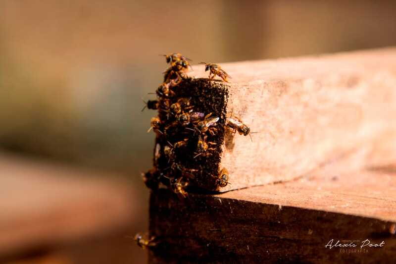 Xkopek, Mayan Bees Tour and Honey Tasting in Valladolid - Small details that improve the visit