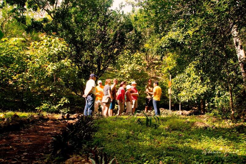 Xkopek, Mayan Bees Tour and Honey Tasting in Valladolid - Starting with plants and the dry cenote