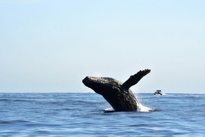 ZODIAC Whale Watch Tour | Cabo San Lucas | Biologist | FREE Pics - Starting at Cabo Plaza Bonita