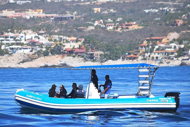 ZODIAC Whale Watch Tour | Cabo San Lucas | Biologist | FREE Pics - Searching for Humpbacks in Open Water