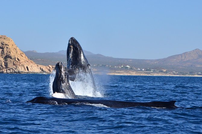 ZODIAC Whale Watch Tour | Cabo San Lucas | Biologist | FREE Pics - Dolphins, Sea Lions, Turtles, and Mobula Rays