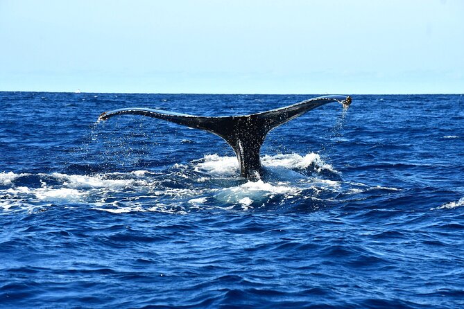 ZODIAC Whale Watch Tour | Cabo San Lucas | Biologist | FREE Pics - The Marine Biologist Adds Real Value