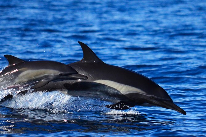 ZODIAC Whale Watch Tour | Cabo San Lucas | Biologist | FREE Pics - A Hydrophone and Free Photos Keep You Present