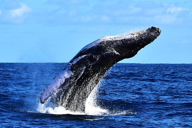 ZODIAC Whale Watch Tour | Cabo San Lucas | Biologist | FREE Pics - What $109 Buys You
